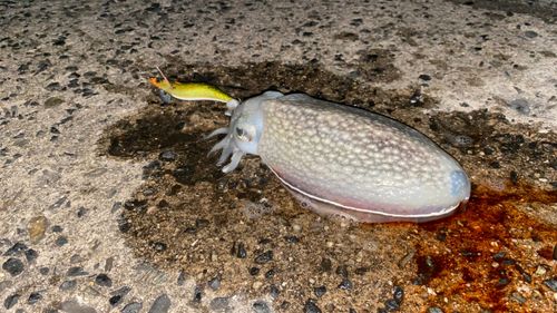 シリヤケイカの釣果