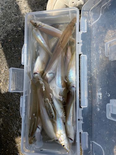 キスの釣果