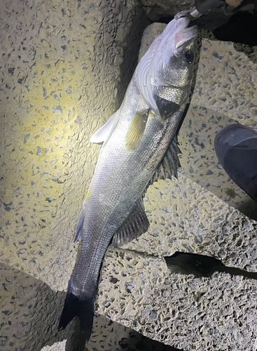 スズキの釣果