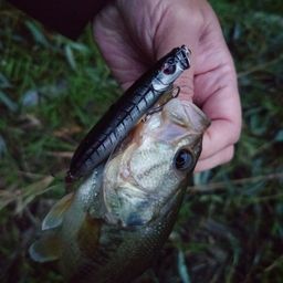 ブラックバス