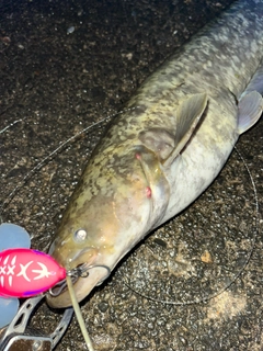 ナマズの釣果