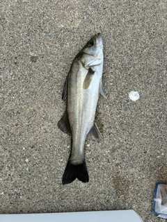セイゴ（マルスズキ）の釣果