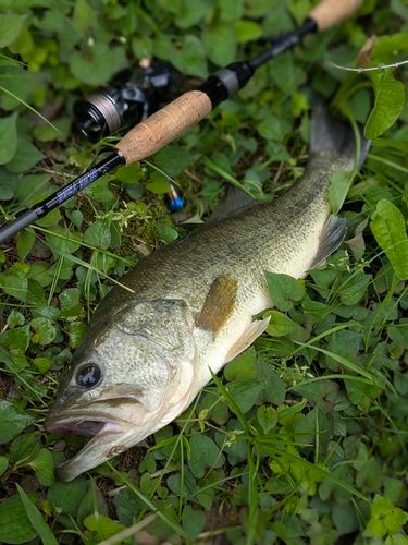 ブラックバスの釣果