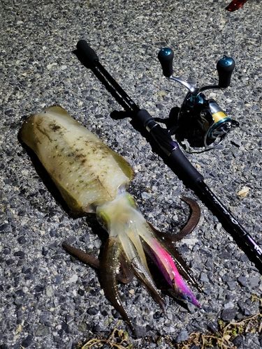 アオリイカの釣果
