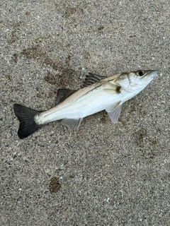 セイゴ（マルスズキ）の釣果