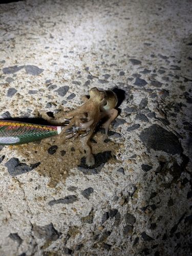 イイダコの釣果