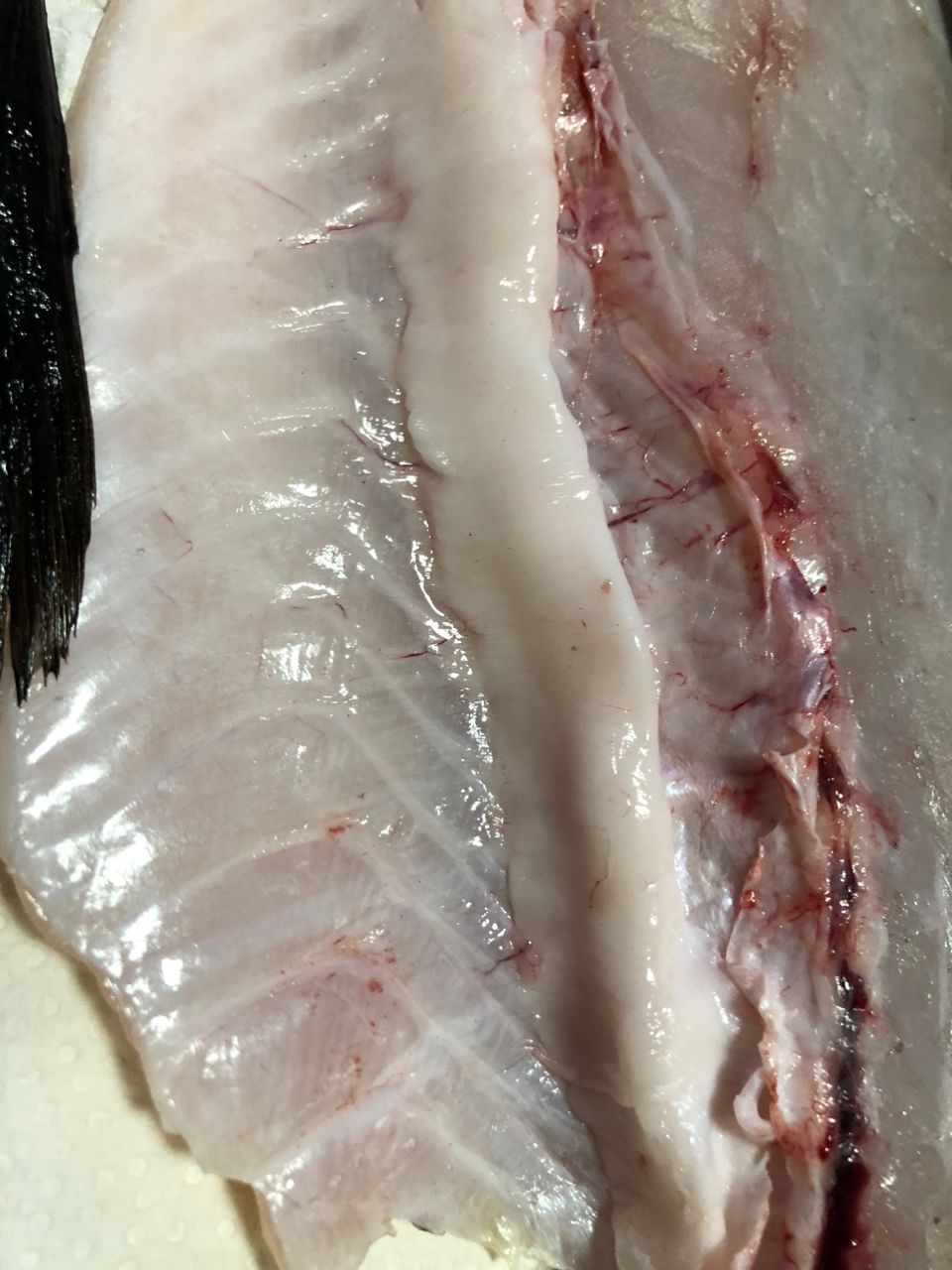 Golden Eagleさんの釣果 2枚目の画像