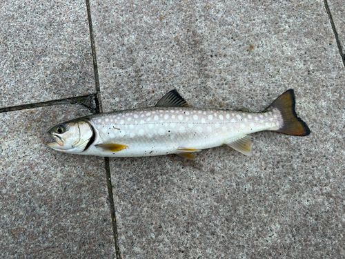 アメマスの釣果