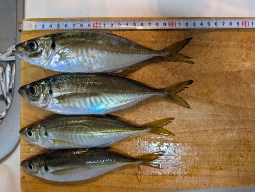 アジの釣果