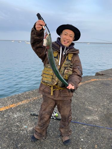 サワラの釣果
