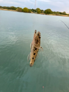 ハゼの釣果