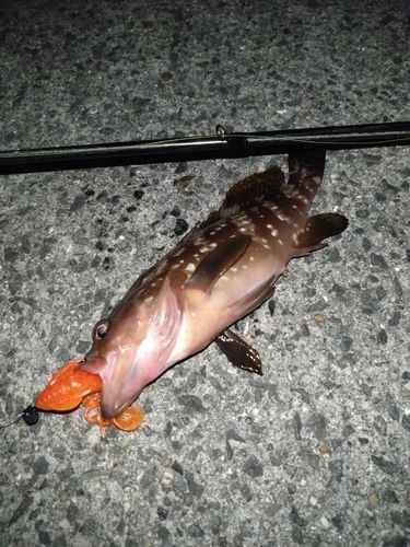 アコウの釣果