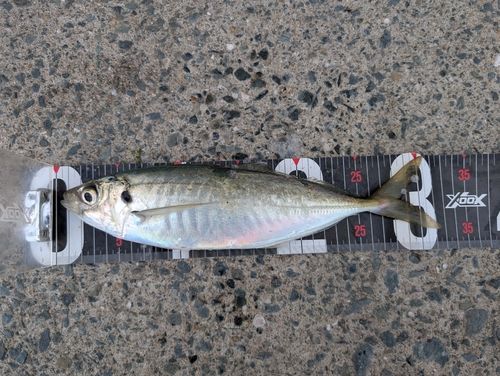 マルアジの釣果
