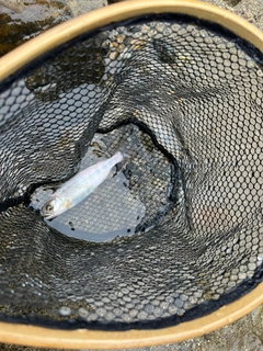 アマゴの釣果