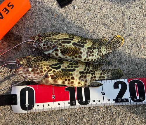 イシミーバイの釣果