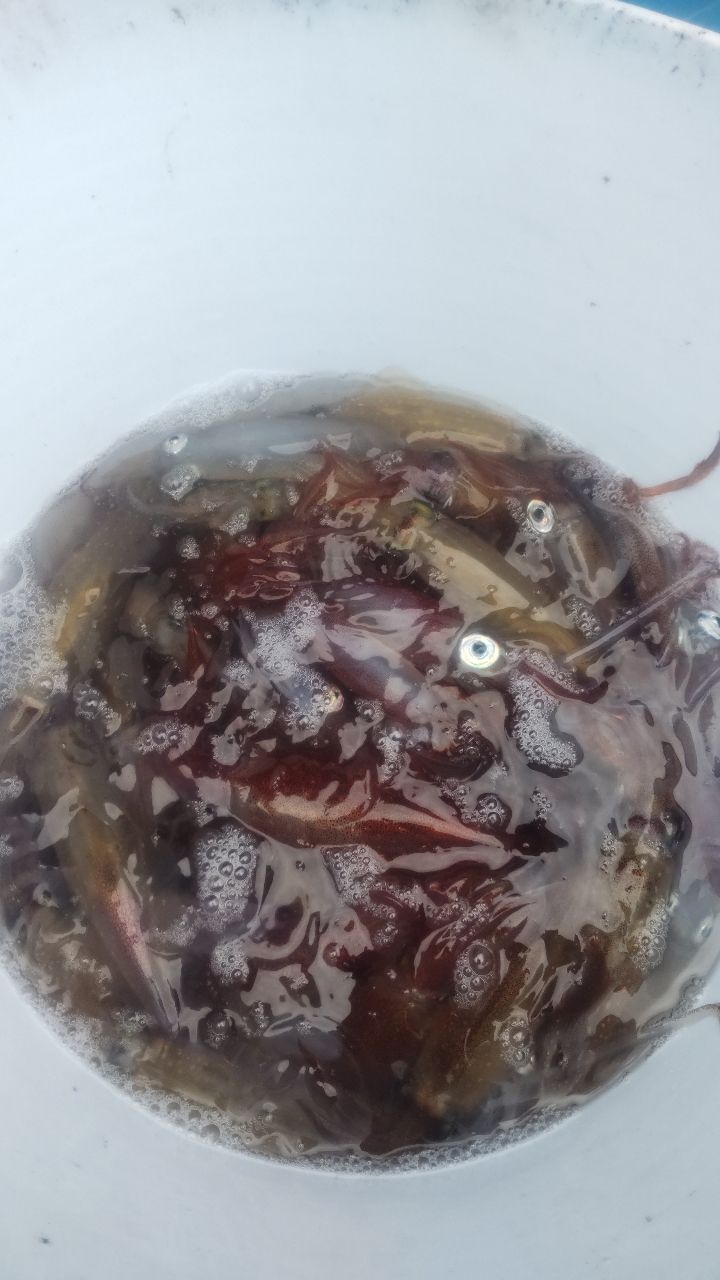 イカ時々魚さんの釣果 2枚目の画像