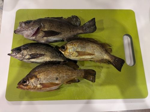 メバルの釣果