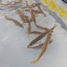 アジ