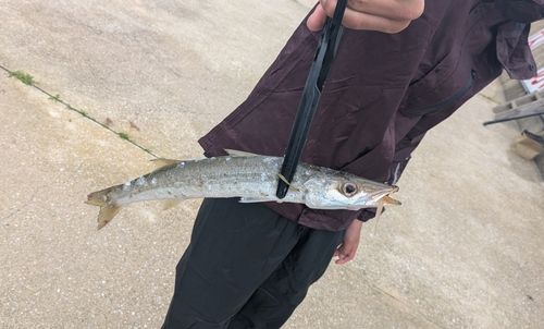 カマスの釣果