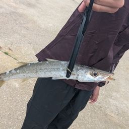 カマス