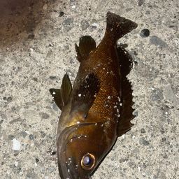 エゾメバル