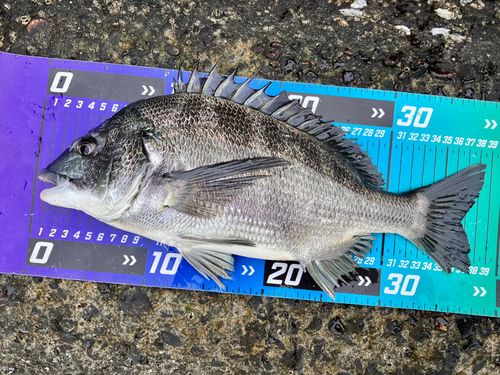 チヌの釣果