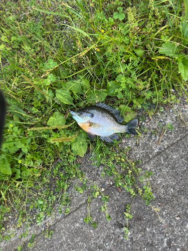 ブルーギルの釣果