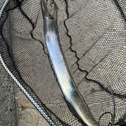 タチウオ