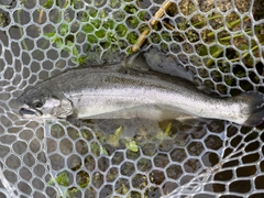 サクラマスの釣果