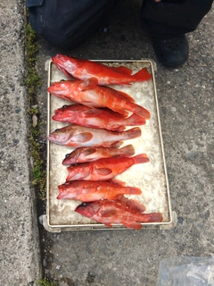 アカハタの釣果