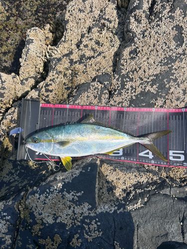 ヒラマサの釣果