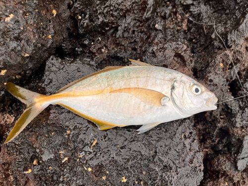 シマアジの釣果