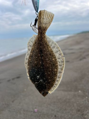 カレイの釣果