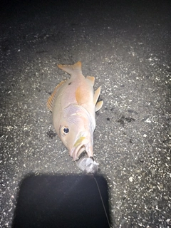 イッテンフエダイの釣果
