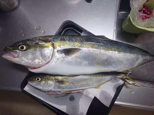 フクラギの釣果