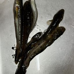 マハゼ