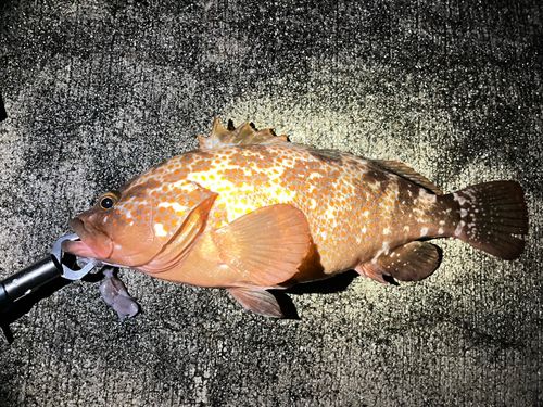 キジハタの釣果