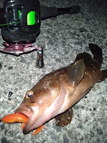 アコウの釣果