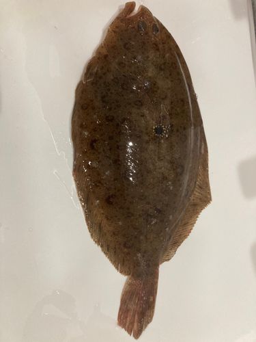 ガンゾウビラメの釣果