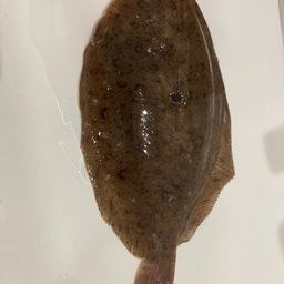 ガンゾウビラメ