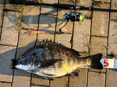 チヌの釣果
