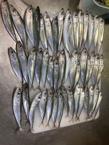 サバの釣果