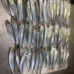サバ
