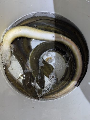ニホンウナギの釣果