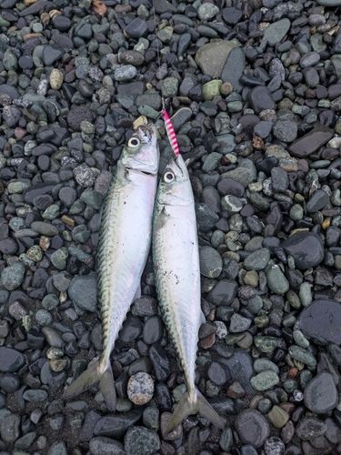 サバの釣果