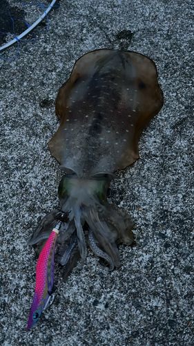アオリイカの釣果