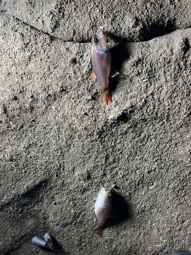 ネンブツダイの釣果