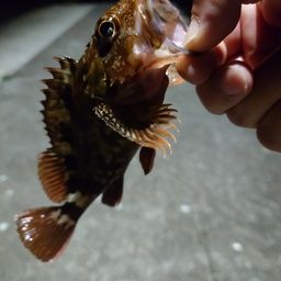 ブラックバス