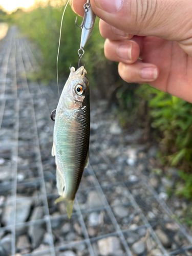 オイカワの釣果