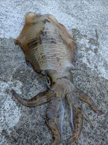 アオリイカの釣果